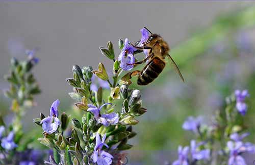 abeille butine fleurs de thym